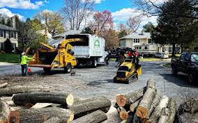 Reliable Myerstown, PA Tree Removal Solutions